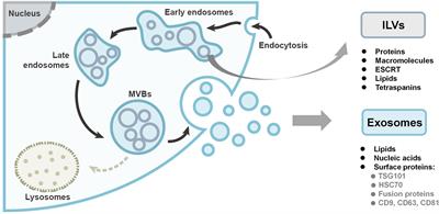 Exosomes, a New Star for Targeted Delivery